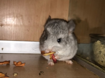 Сестрички шиншили ебоні та біла ебоні носійки фіолету, можливо сапфіру та ангори