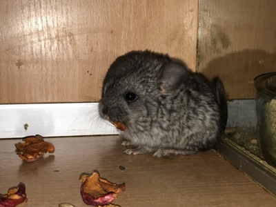 Сестрички шиншили ебоні та біла ебоні носійки фіолету, можливо сапфіру та ангори