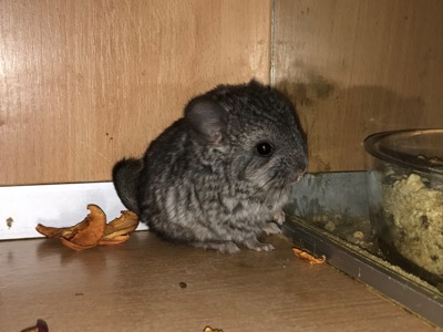 Сестрички шиншили ебоні та біла ебоні носійки фіолету, можливо сапфіру та ангори