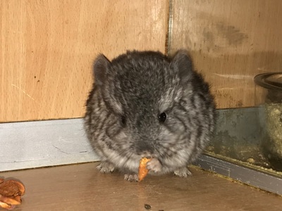 Сестрички шиншили ебоні та біла ебоні носійки фіолету, можливо сапфіру та ангори