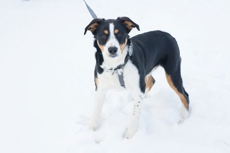 Неймовірний красень, метис зенненхунда шукає родину