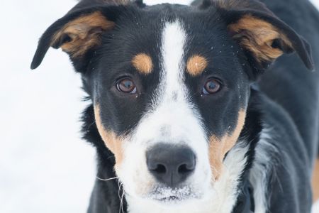 Неймовірний красень, метис зенненхунда шукає родину