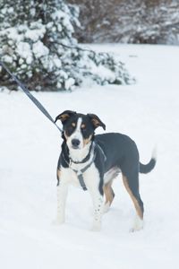 Неймовірний красень, метис зенненхунда шукає родину