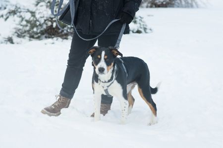 Неймовірний красень, метис зенненхунда шукає родину