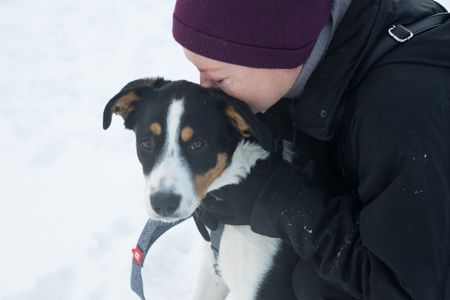 Неймовірний красень, метис зенненхунда шукає родину