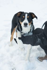 Неймовірний красень, метис зенненхунда шукає родину