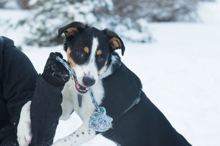 Неймовірний красень, метис зенненхунда шукає родину