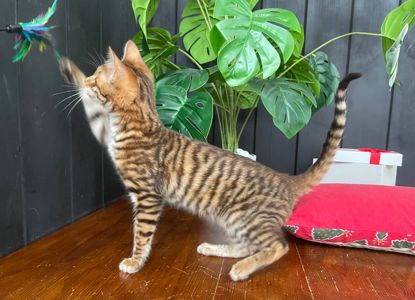 Котик породи Тойгер - Фенікс