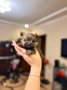 Хлопці голдаст йорка