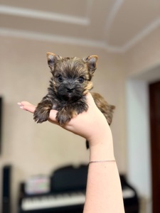 Хлопці голдаст йорка