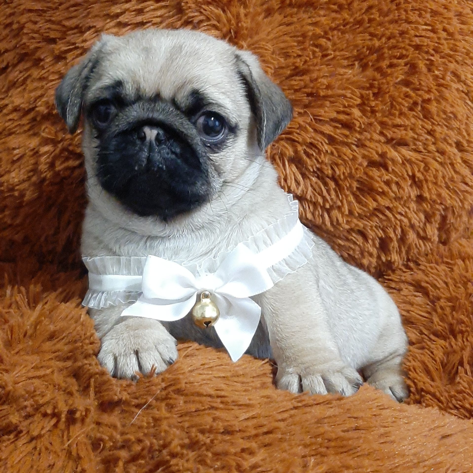 Чарiвна красунечка!