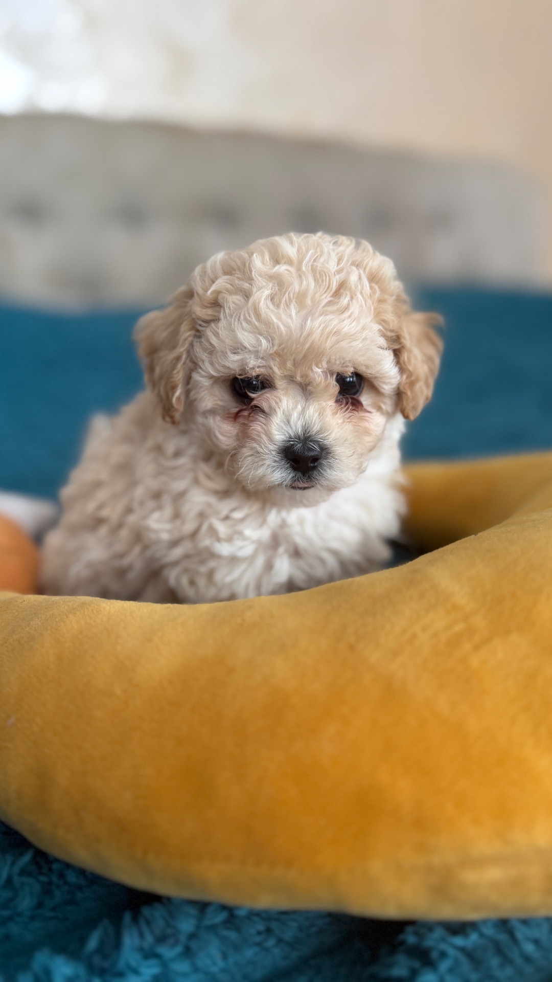 Цуценята мальтіпу