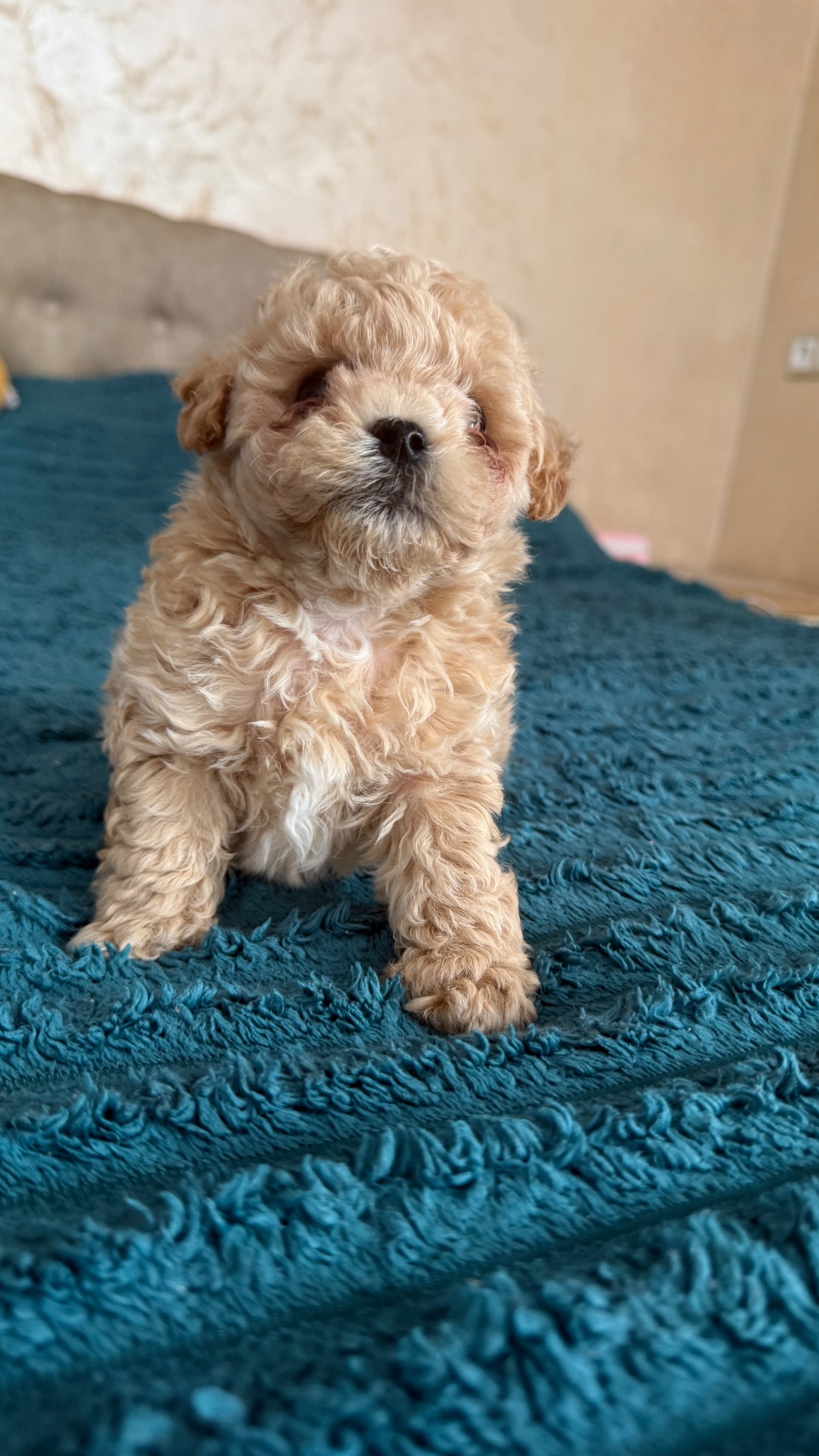 Цуценята мальтіпу