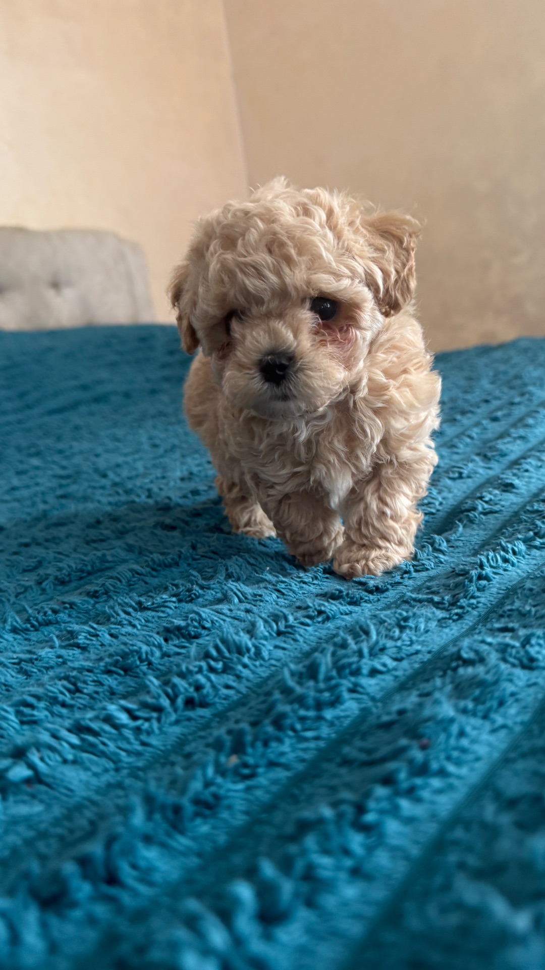 Цуценята мальтіпу