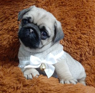 Чарiвна красунечка!