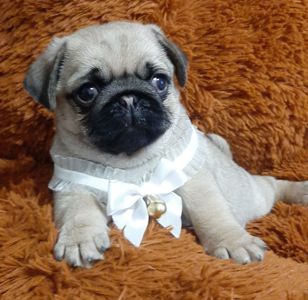 Чарiвна красунечка!