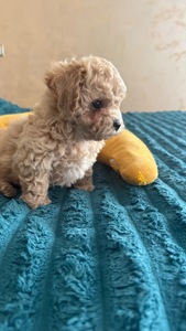 Цуценята мальтіпу