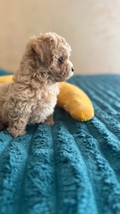 Цуценята мальтіпу