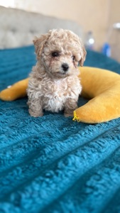 Цуценята мальтіпу