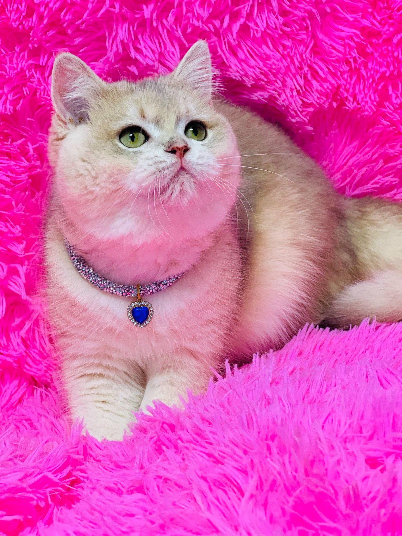 Британська золота шиншилла