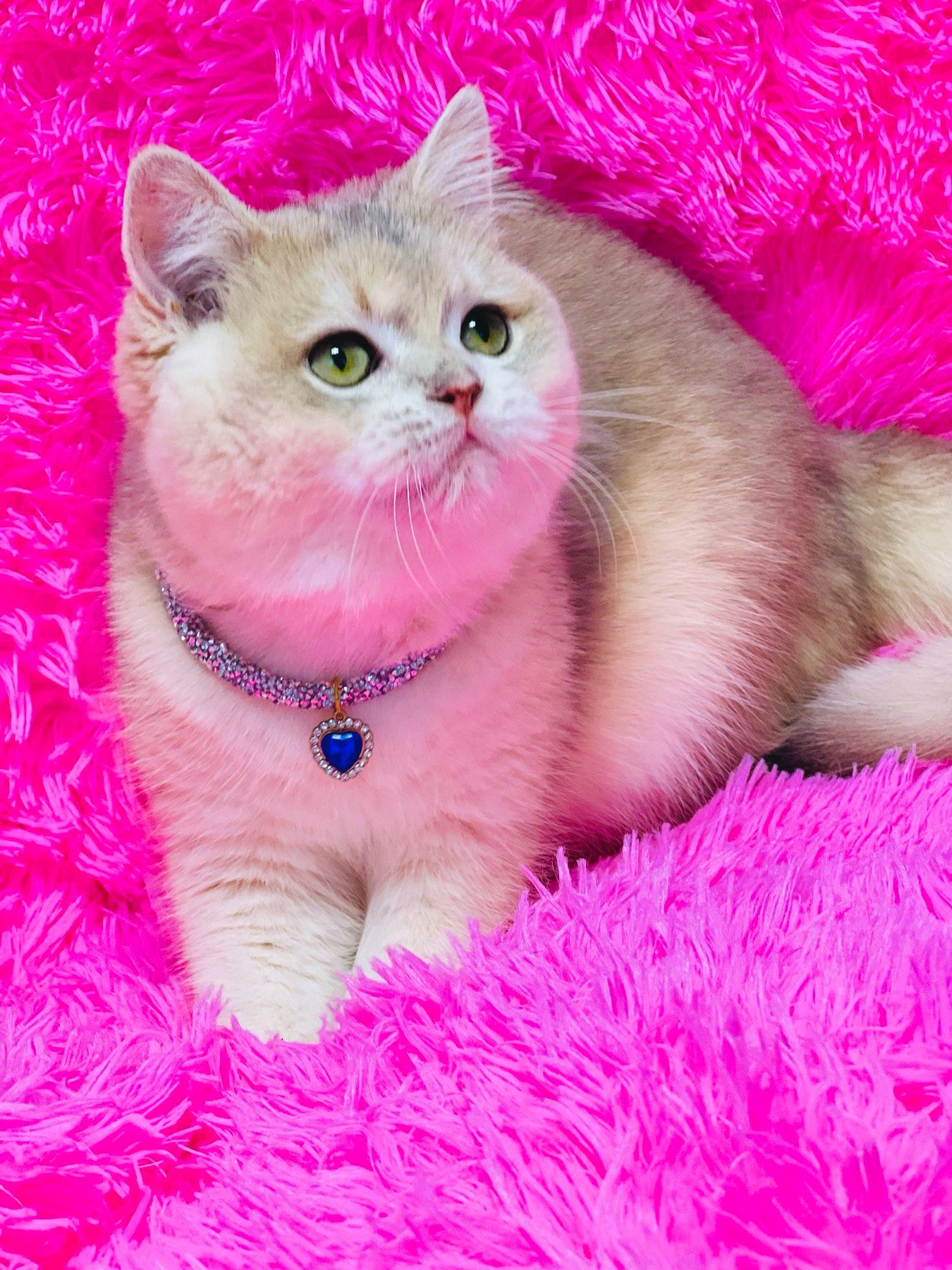 Британська золота шиншилла