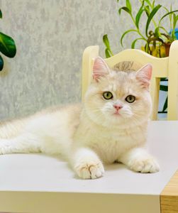 Британська золота шиншилла