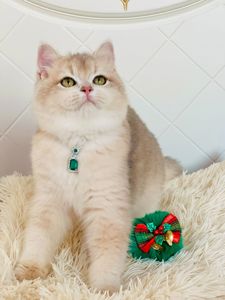 Британська золота шиншилла