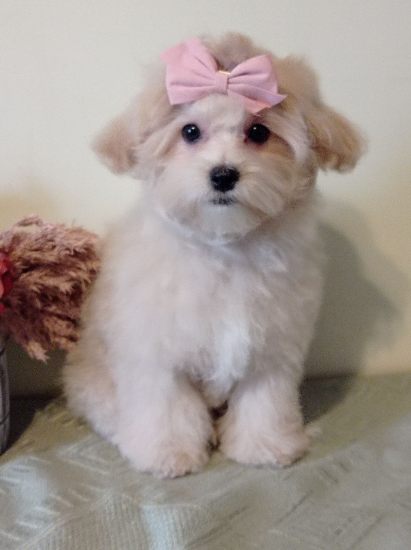 Девочка куколка