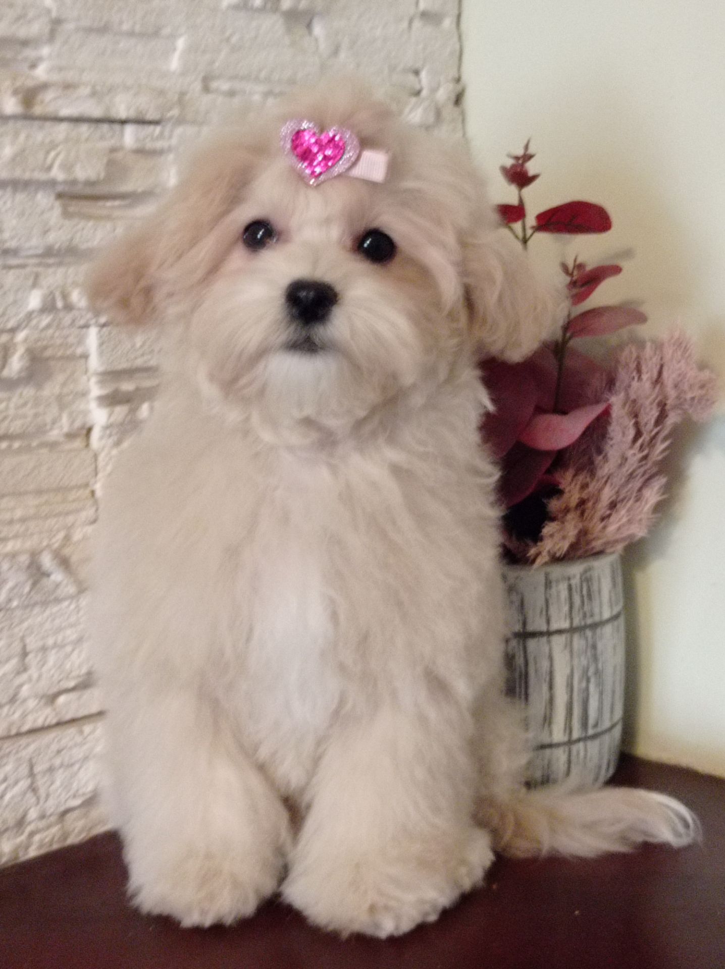 Девочка куколка