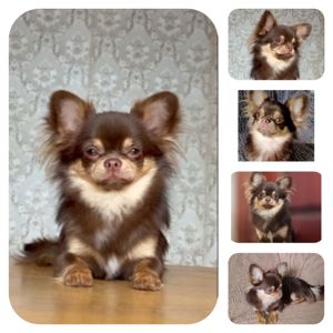 Довгошерстий хлопчик чихуахуа