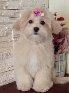 Девочка куколка