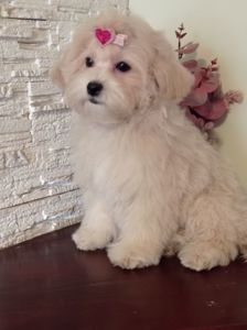 Девочка куколка