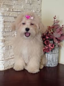 Девочка куколка