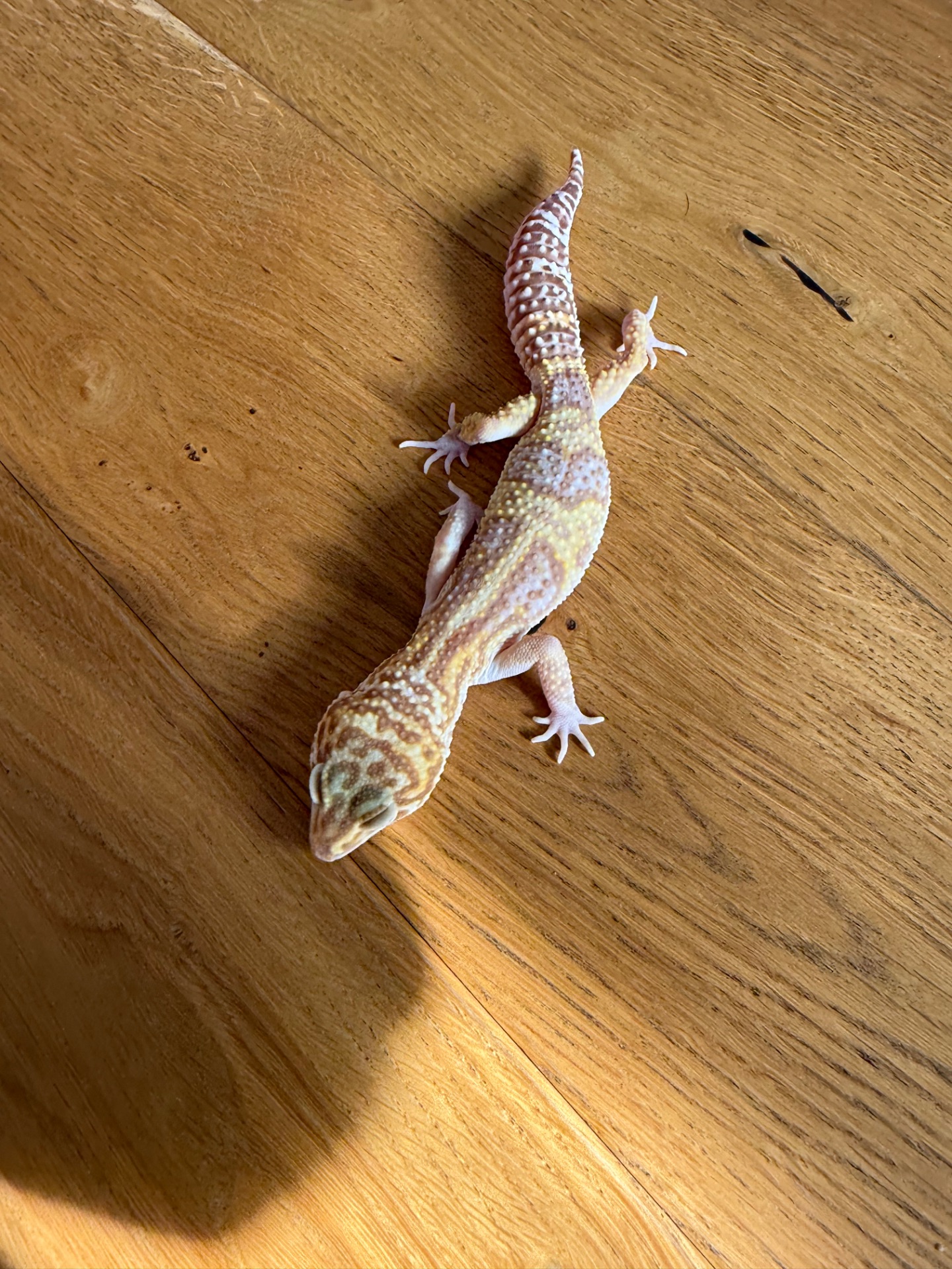 Эублефар ТТА гет максноу самец