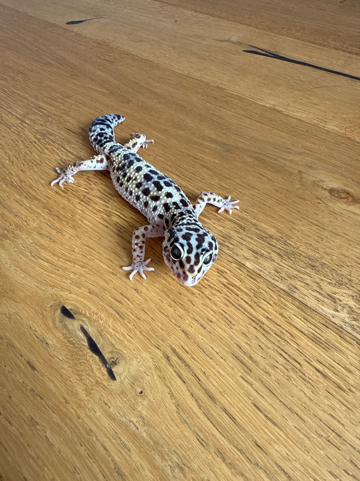 Эублефар нормал самка