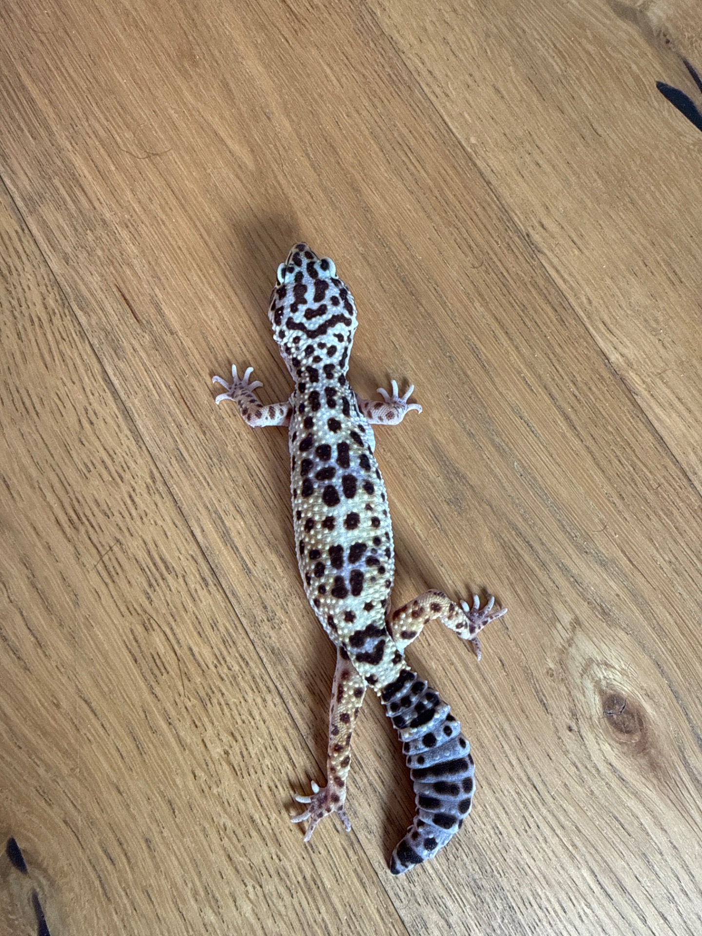 Эублефар нормал самка