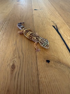 Эублефар normal get TA