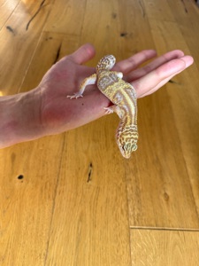 Эублефар ТТА гет максноу самец