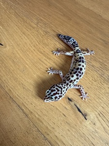 Эублефар нормал самка