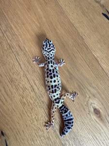 Эублефар нормал самка