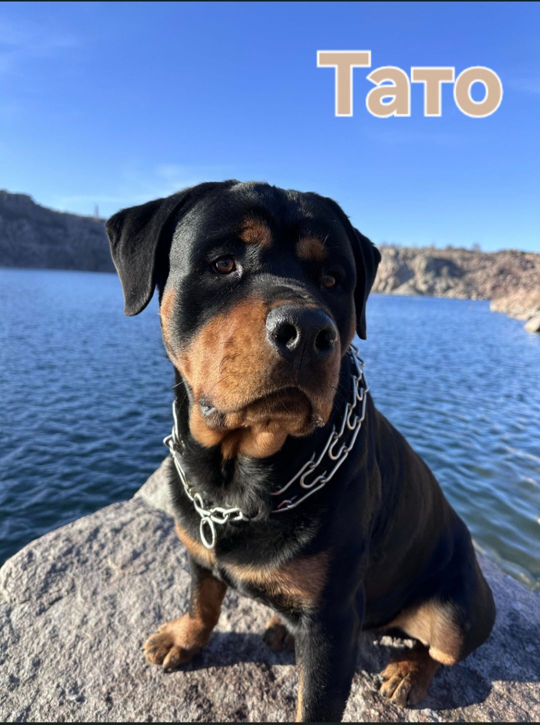 Чистокровні цуценята ротвейлера – для люблячої родини