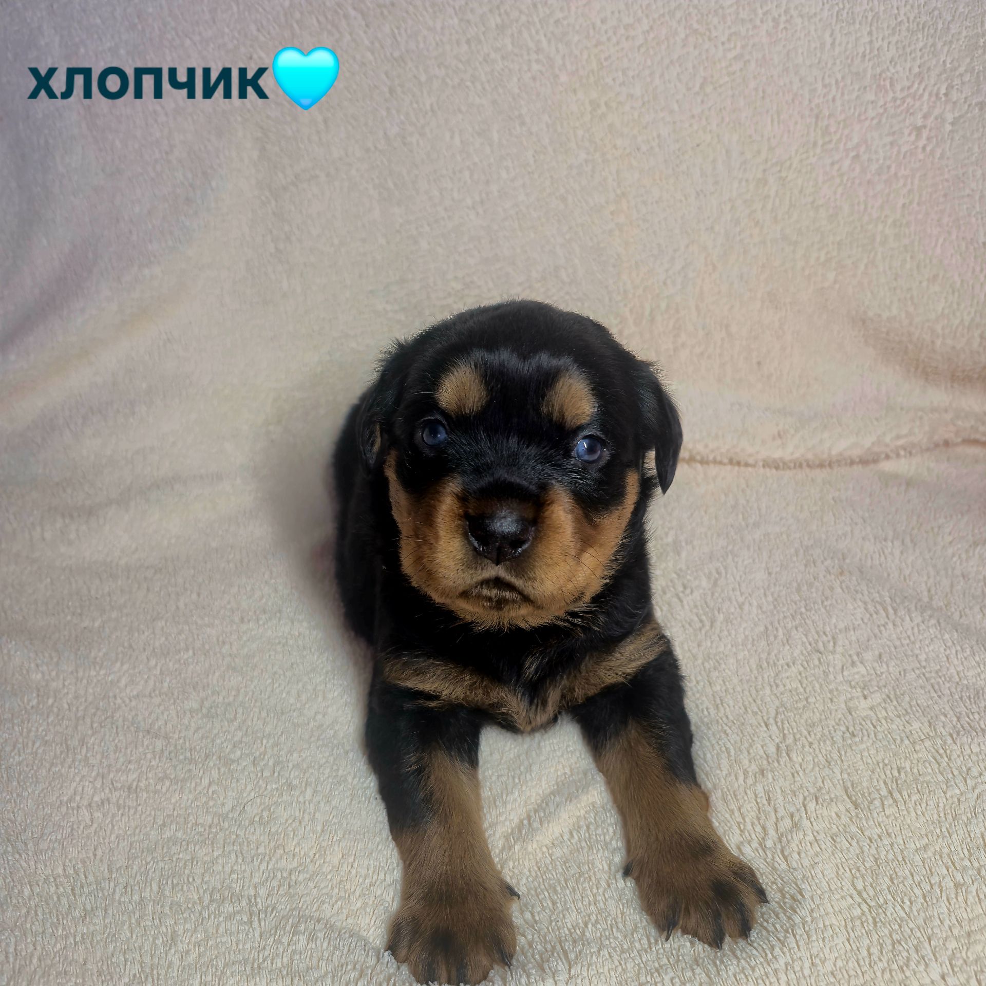 Чистокровні цуценята ротвейлера – для люблячої родини