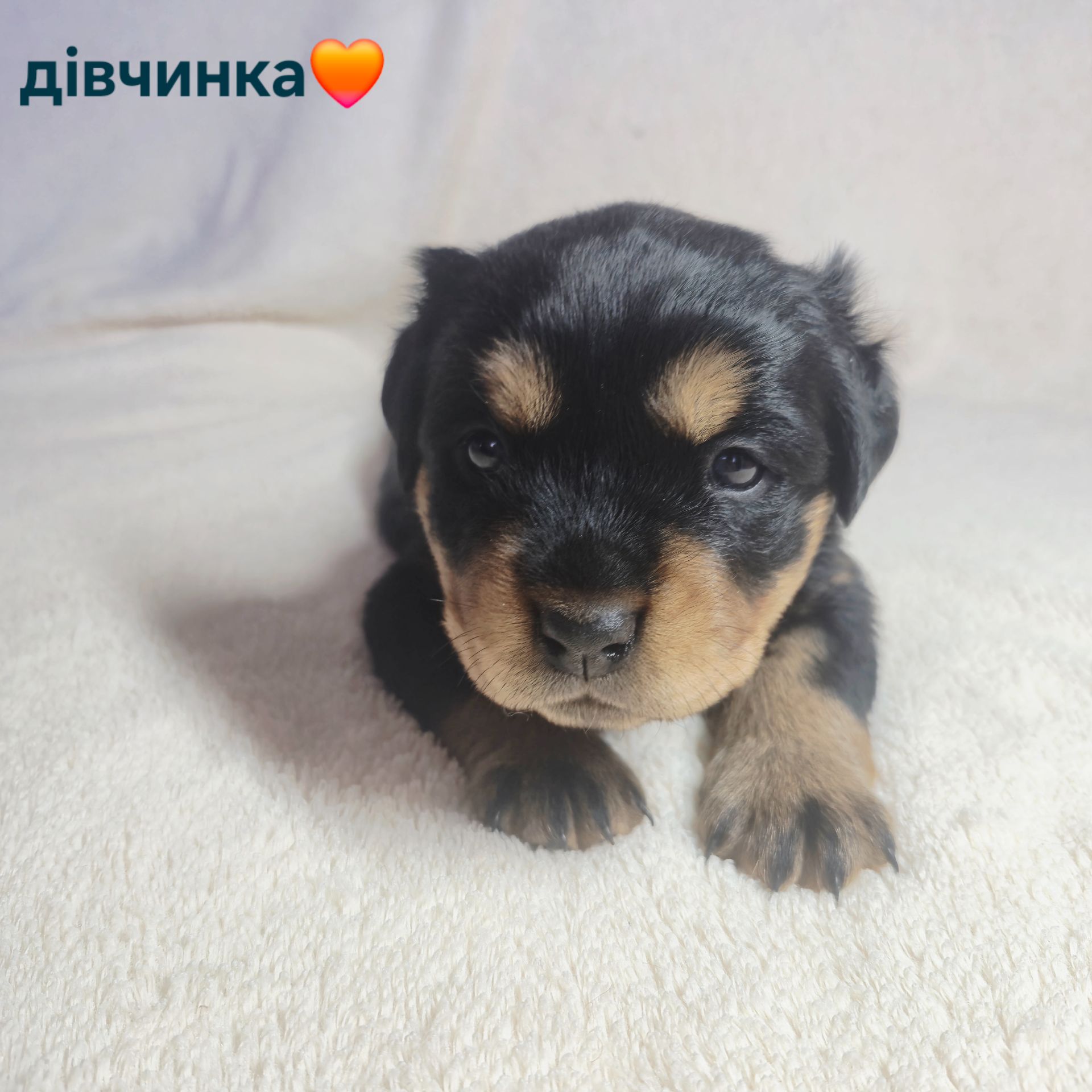 Чистокровні цуценята ротвейлера – для люблячої родини