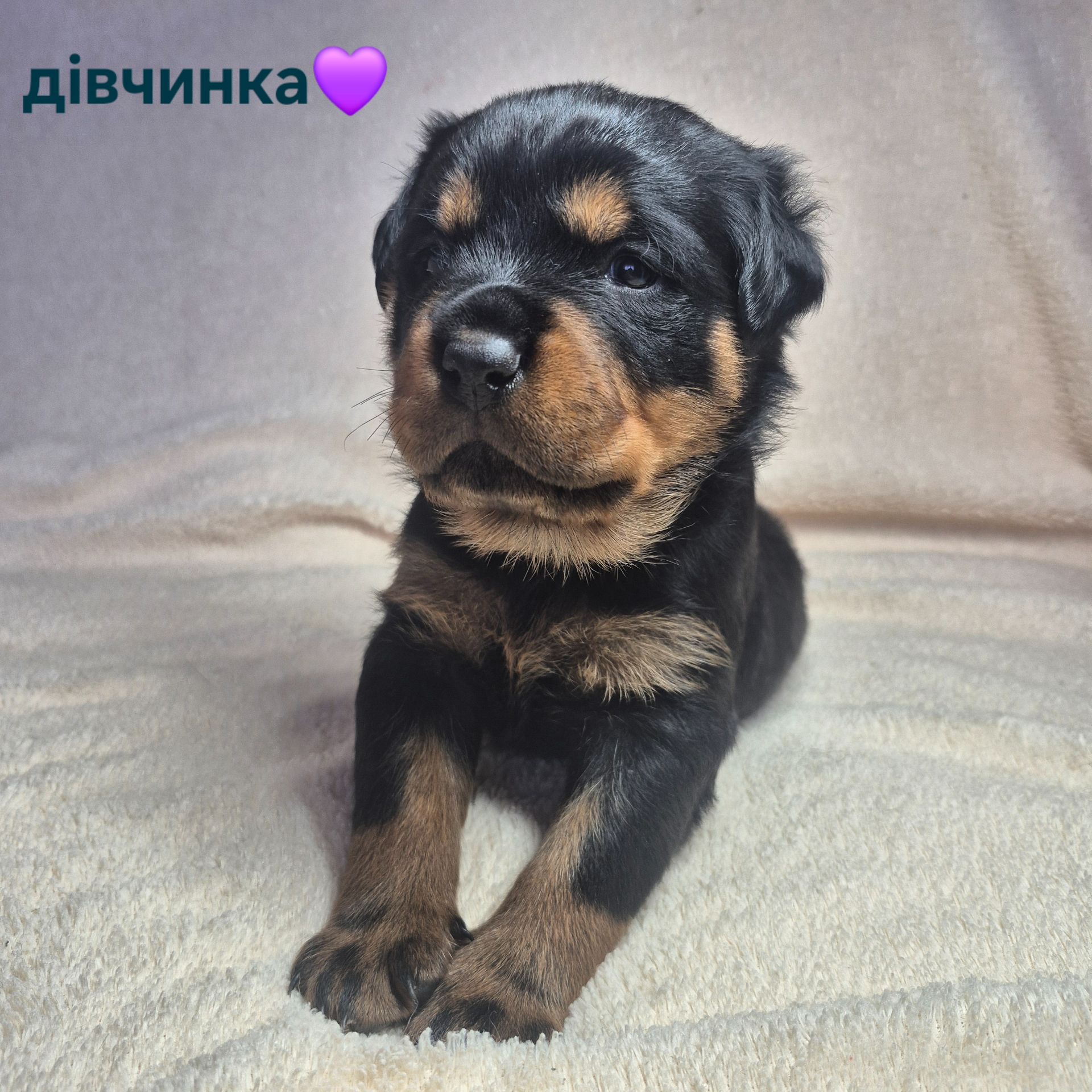 Чистокровні цуценята ротвейлера – для люблячої родини