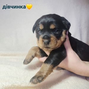 Чистокровні цуценята ротвейлера – для люблячої родини