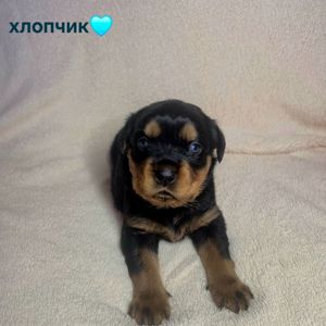 Чистокровні цуценята ротвейлера – для люблячої родини