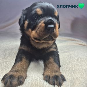 Чистокровні цуценята ротвейлера – для люблячої родини