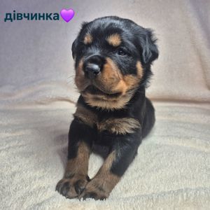 Чистокровні цуценята ротвейлера – для люблячої родини