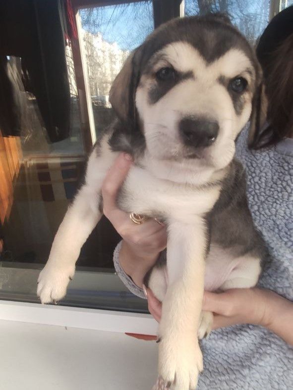 Отдам щенков Запорожье