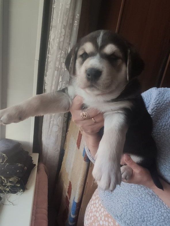 Отдам щенков Запорожье